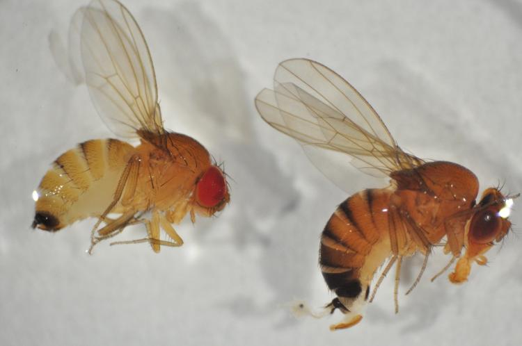 Sustainable control of Drosophila suzukii in cherries, strawberries and ligneous small fruits