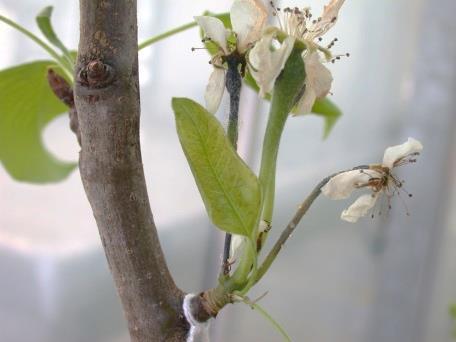 Fire blight: the development of a control strategy to protect blossoms on apple and pear