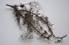 Mycorrhiza