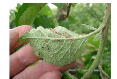 Sensitivity of apple varieties to aphids: study of local resistance development (ATIP avenir project)
