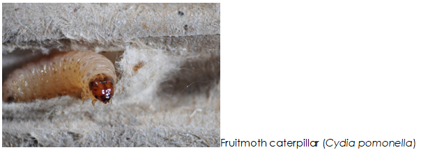 Re-evaluation of codling moth strain resistance as a basis for improved biological control (REFUSE RESIST)