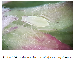 Innovative biological aphid control in the protected cultivation of sweet pepper and berries (BIOTRACT)