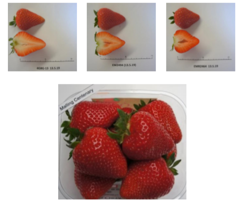 Varietal renewal in strawberries and small fruit in function of the customer (GMO)