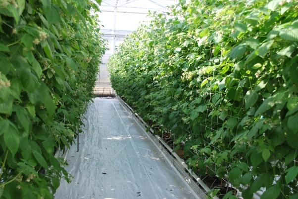 Operational group - Fertigation autumn raspberry: every element at the right time