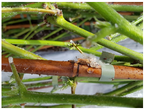 COOLPLANT: optimal storage of raspberries and blackberry plants in the cooler