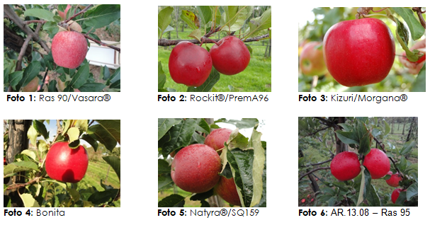 Varietal renewal in apple and pear in function of the customer