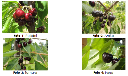 Further professionalisation of sweet cherry growing