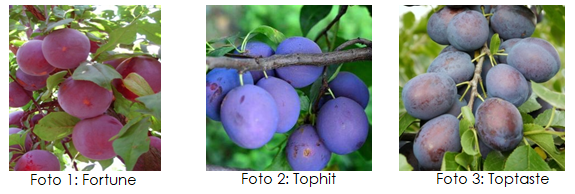 Towards a competitive, recognisable and contiguous plum supply