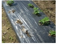 RISICOVER: Adequate control of soil diseases in strawberry cultivation