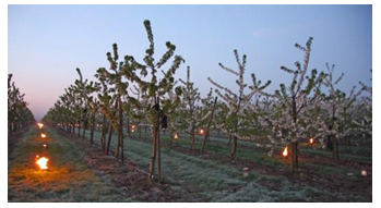 FROSTinno: Innovative and energy efficient frost control in fruit growing