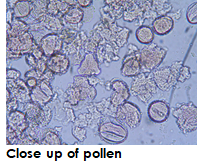 Pathogen introduction via pollen, bees and apiculture products: plant and pollinator protection risk identification (APIRISK)