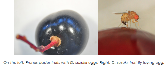 Exploitation of ecological "Attract & Kill" in the fight against Drosophila suzukii