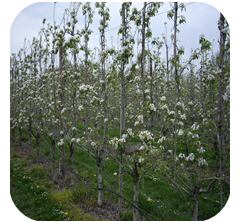 Improving harvest security and fruit quality in pears by optimising the pollination process