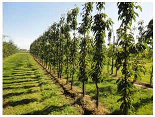 Intensive cherry planting on Gisela