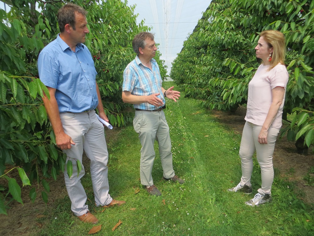 van links naar rechts: Dany Bylemans, algemeen directeur pcfruit - Jef Vercammen, directeur proeftuin pit- en steenfruit pcfruit - Inge Moors, voorzitter pcfruit