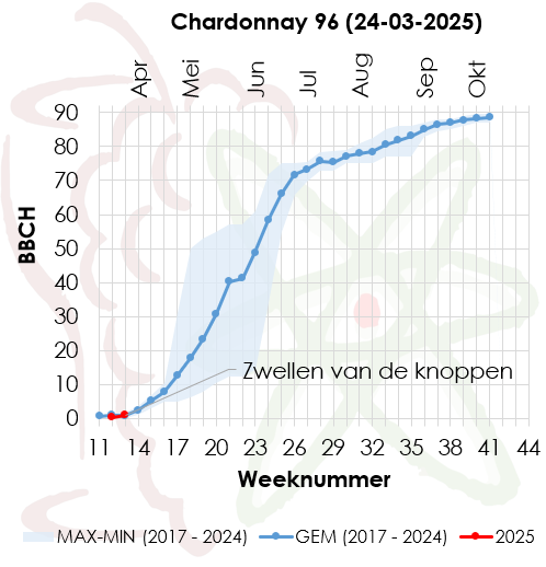 Fenologie wijndruiven