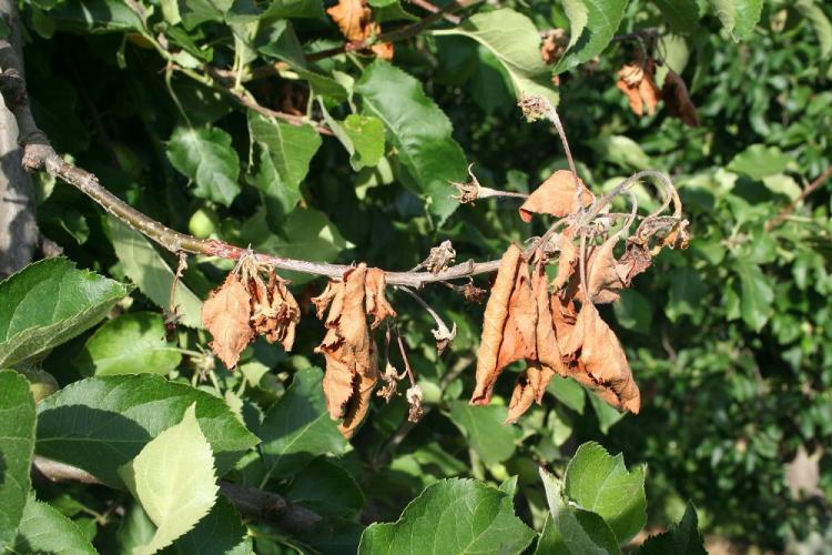 Gerichter kanker (Neonectria) behandelen?