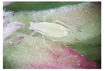 Bladluis op framboos (Amphorophora idaei)