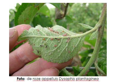 Gevoeligheid appelrassen voor bladluizen