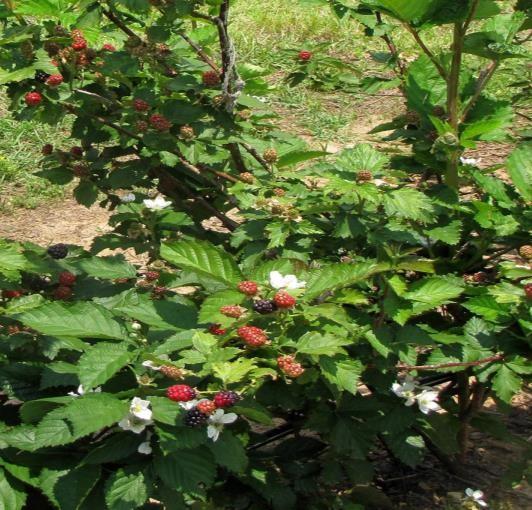 Maakt intercropping van kleinfruit ziekten en plagen meer beheersbaar?