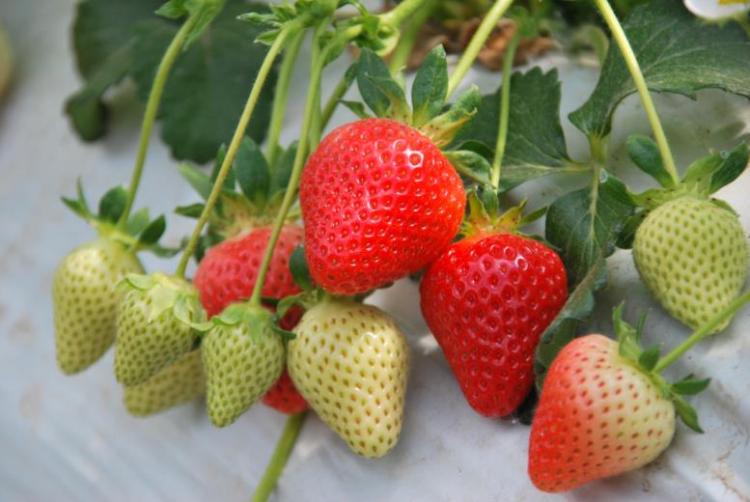 Ontwikkeling van economisch en ecologisch duurzame teelttechnieken voor aardbeien en houtig kleinfruit