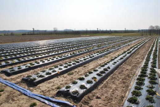 Proeftuinwerking aardbeien en houtig kleinfruit