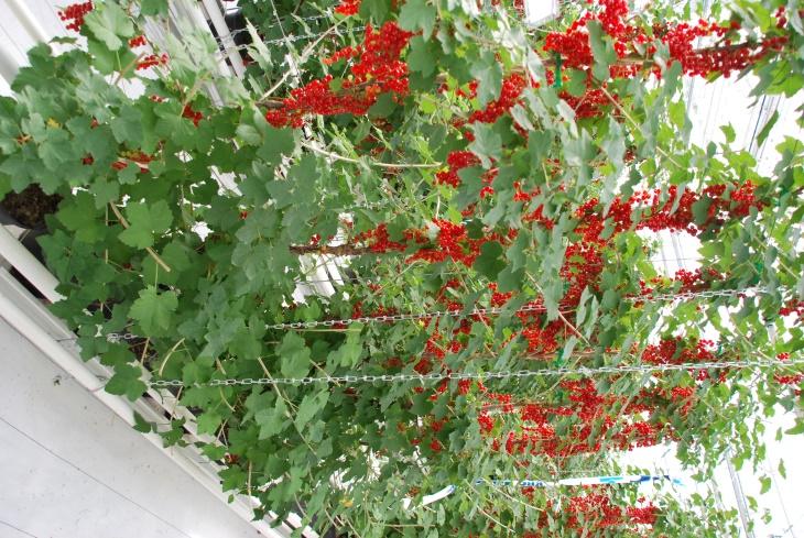 Proeftuinwerking aardbeien en houtig kleinfruit