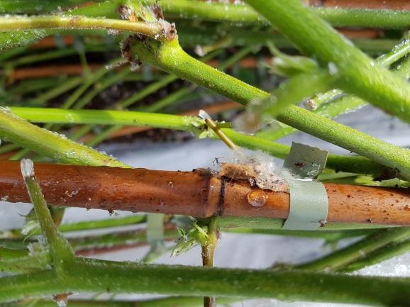 COOLPLANT: optimale bewaring van frambozen en bramen planten in de koeling