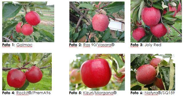 Versnellen van de rassenvernieuwing bij appel en peer