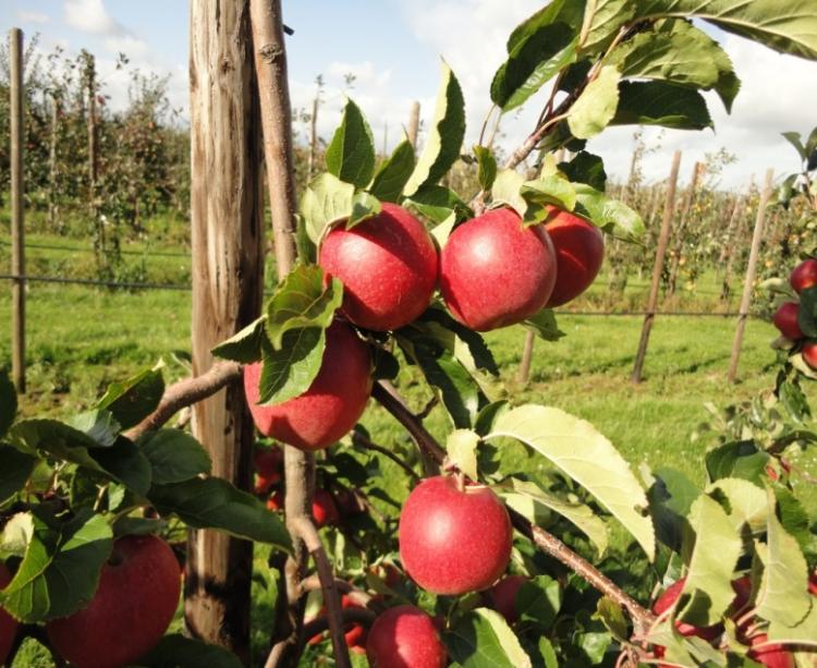 Optimalisatie van de groeikracht bij Natyra