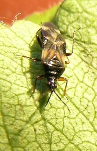 Waarnemingen van nuttigen en plagen in de fruitteelt