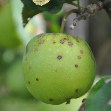 Rationele en plaatsspecifieke beheersing van schurft bij appel