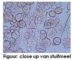 Insleep van pathogenen via stuifmeel, bijen en bijenteeltproducten: identificatie van risico ter  bescherming van plant en pollinator (APIRISK)