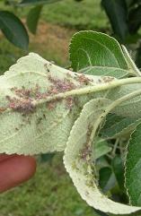 Waarnemingen van nuttigen en plagen in de fruitteelt