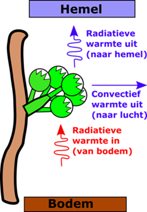 Nachtvorst: warmtebalans en weertypes