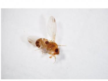 Drosophila suzukii