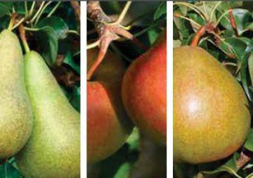 Cursus Geïntegreerde productie pitfruit