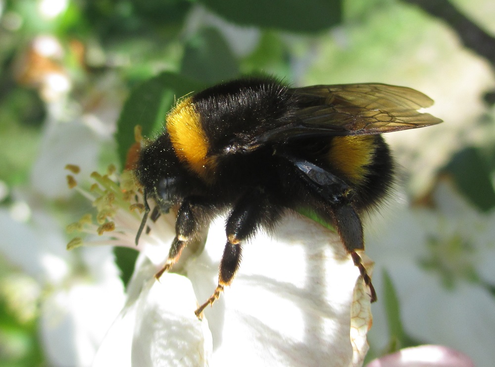 Hommel