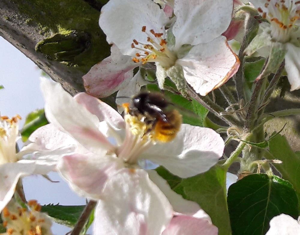 Osmia cornuta ♀ appel