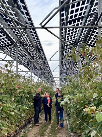 Jo Brouns en Inge Moors ondersteunen pioniersonderzoek naar frambozenteelt onder zonnepanelen: landbouw en energie hand in hand