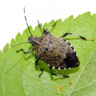 Bruingemarmerde schildwants (H. halys)