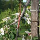 Deadline aanvraag subsidie feromoonverwarring