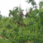 Ziekte detectie mbv hyperspectraal beeldverwerkingsplatform