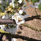 Vervolgtraject 'Meer natuur voor pittig fruit'