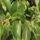 Gericht bemesten met behulp van een bladanalyse