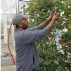 Steunmaatregelen land- en tuinbouwers tijdens coronacrisis