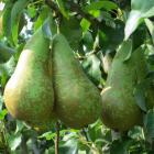 Project biologische perenteelt