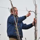 Snoeinamiddag pcfruit 1 december