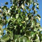 Examens fytolicentie Ps