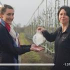 Filmpje: Perenbladvlo bestrijden met witte klei 